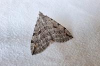 Aplocera efformata/plagiata