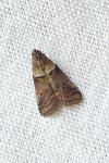 Acrobasis consociella/sodalella