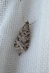 Eudonia truncicolella