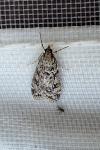 Eudonia truncicolella