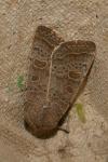 Hoplodrina ambigua