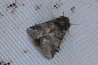 Thaumetopoea processionea