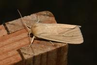 Mythimna pallens