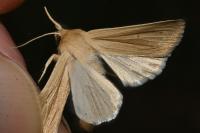 Mythimna pallens