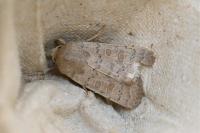 Hoplodrina ambigua