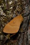 Lasiocampa quercus quercus
