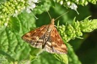 Pyrausta despicata