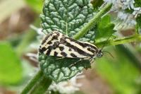 Emmelia trabealis