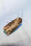 Axylia putris