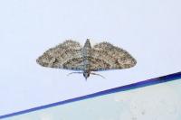 Gymnoscelis rufifasciata
