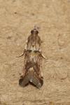 Acrobasis consociella