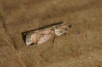 Acrobasis consociella