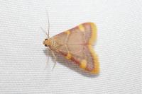 Hypsopygia costalis