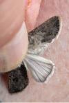 Agrotis segetum