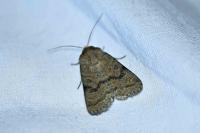 Hoplodrina octogenaria