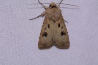 Agrotis exclamationis exclamationis