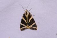 Euplagia quadripunctaria