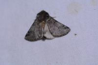 Thaumetopoea processionea