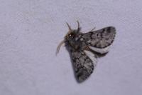 Thaumetopoea pityocampa