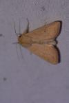 Mythimna vitellina