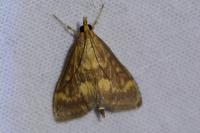 Ostrinia nubilalis