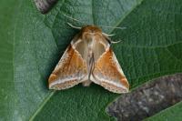 Habrosyne pyritoides