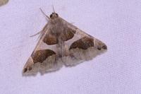 Dysgonia algira