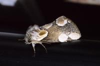 Thyatira batis