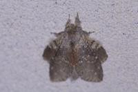 Stauropus fagi