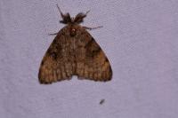 Lymantria dispar