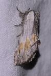 Harpyia milhauseri