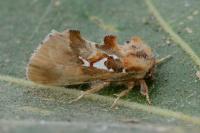 Spatalia argentina