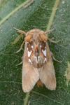 Spatalia argentina