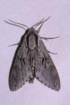 Hyloicus pinastri/maurorum