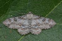 Ascotis selenaria
