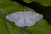 Pseudoterpna pruinata