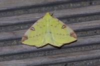 Opisthograptis luteolata