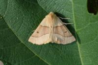 Colotois pennaria