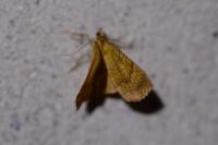 Camptogramma bilineata