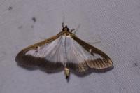 Cydalima perspectalis