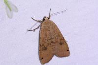 Noctua pronuba