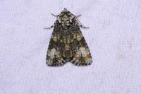 Craniophora ligustri