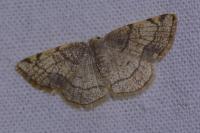 Stegania trimaculata