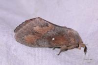 Dendrolimus pini pini