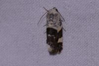 Acontia lucida