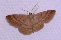 Scopula rubiginata