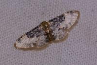Idaea filicata
