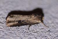 Axylia putris