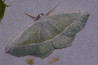 Campaea margaritaria