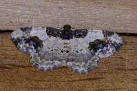 Ligdia adustata